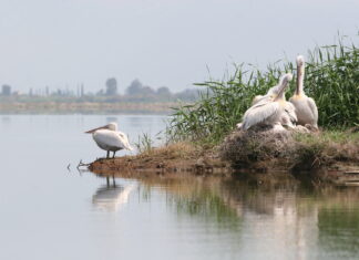 2 Φλεβάρη, Παγκόσμια Ημέρα Υγροτόπων – το φετινό μήνυμα