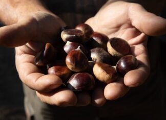 Συνεταιρισμός στο Πάικο εξάγει το 90% της παραγωγής κάστανου – Ποια είναι τα προβλήματα και οι προκλήσεις