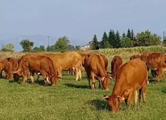Η ελληνική κόκκινη φυλή βοοειδών «μαγνητίζει» το ενδιαφέρον των ξένων – Τι ζητούν οι εκτροφείς της