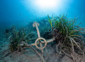 1 Μαρτίου: Παγκόσμια Ημέρα Θαλασσινών Λιβαδιών – τι γίνεται στην Ελλάδα;