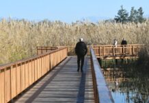 Έλος Αγυιάς: Ένας σπάνιος και ιδιαίτερος παράκτιος υγροβιότοπος μέσα στον αστικό ιστό της Πάτρας