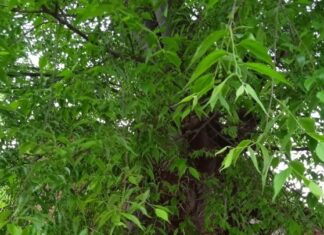 Θεσσαλονίκη: Με κελτίδες θα αντικατασταθούν οι άρρωστες φτελιές της οδού Τσιμισκή