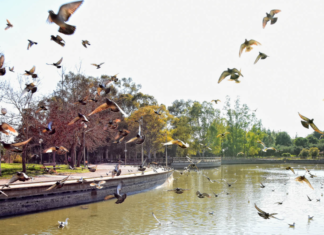 Βράβευση του Πάρκου Τρίτση – To μεγαλύτερο πάρκο της Αττικής σε νέα εποχή