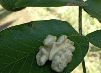 Από τις οθόνες του υπολογιστή έγινε επιτυχημένος αγρότης καρυδιών και brand προϊόντων