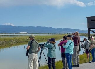 Η Λέσβος κορυφαίος προορισμός παρατήρησης πουλιών