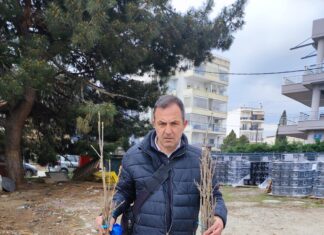 Σφενδαμόδεντρα από τον Καναδά φυτεύονται σε κάθε γωνιά της Ελλάδας