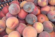 Σε 6.500 ήδη τα στρέμματα με παραμορφωμένα ροδάκινα και νεκταρίνια – Κρίσιμο το επόμενο δεκαήμερο