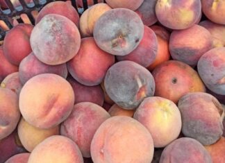 Σε 6.500 ήδη τα στρέμματα με παραμορφωμένα ροδάκινα και νεκταρίνια – Κρίσιμο το επόμενο δεκαήμερο