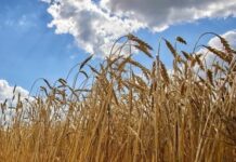 FT: Η ΕΕ σχεδιάζει την επιβολή δασμών στα σιτηρά που εισάγει από τη Ρωσία