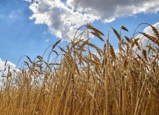 Η Ρωσία αθετεί τις δεσμεύσεις της για τα ουκρανικά σιτηρά, καταγγέλλουν οι ΗΠΑ