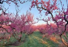 Βόλτα στις ανθισμένες ροδακινιές με ταξί – Πώς ένα απρόσμενο αίτημα έγινε αφορμή για μια νέα σύμπραξη