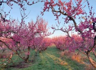 Βόλτα στις ανθισμένες ροδακινιές με ταξί – Πώς ένα απρόσμενο αίτημα έγινε αφορμή για μια νέα σύμπραξη