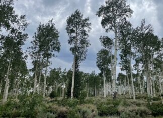 Τους ήχους που παράγει το μεγαλύτερο δέντρο στον κόσμο κατέγραψαν ερευνητές