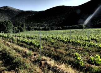 Νέες επενδύσεις για την αναβίωση της ιστορικής Οινοποιίας Μπουτάρη