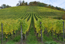 ΚΕΟΣΟΕ: Μείωση 24,85% στην εφετινή οινοπαραγωγή