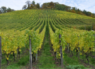 Οινο-ξεναγήσεις και οινο-γευσίες την Κυριακή με ελεύθερη είσοδο σε 21 οινοποιεία της Βορείου Ελλάδος