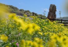 Περισσότερα από 360 είδη φυτών στο Πάρκο Απολιθωμένου Δάσους της Λέσβου