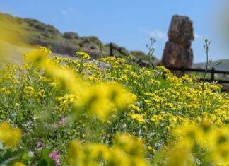 Περισσότερα από 360 είδη φυτών στο Πάρκο Απολιθωμένου Δάσους της Λέσβου