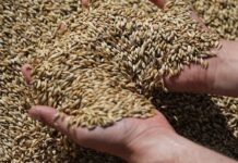 Παρατείνεται για δύο ακόμη μήνες η συμφωνία για την εξαγωγή ουκρανικών σιτηρών από λιμάνια της Μαύρης Θάλασσας