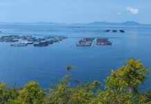 ΕΛΟΠΥ: Διεθνές πρότυπο βιώσιμης ανάπτυξης η ελληνική ιχθυοκαλλιέργεια, με πιστοποιημένες πρακτικές