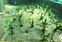 Οι Λειψοί φυτεύουν υποβρύχιους κήπους