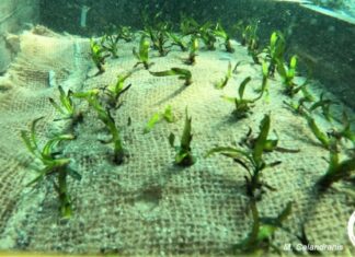 Οι Λειψοί φυτεύουν υποβρύχιους κήπους