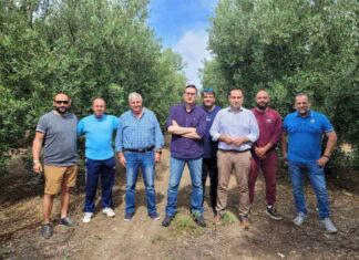 Χαλκιδική: Η φετινή, η χειρότερη χρονιά όλων των εποχών για τους ελαιοπαραγωγούς του νομού