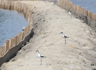 Θεσσαλονίκη: Η προστασία των αμμοθινών στο επίκεντρο επιστημόνων και του ΟΦΥΠΕΚΑ