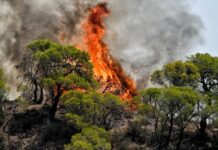 Αναζωπυρώσεις στη Δ. Αττική: Εκκενώνονται Αγ.Σωτήρα, Παλαιοκούνδουρα, Πανόραμα, Παλαιοχώρι