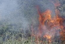 Μόλις το 3% των πυρκαγιών ευθύνονται φέτος για το 80% των καμένων δασικών εκτάσεων