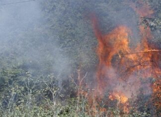 ΚΥΑ για την προκαταβολή 50% για ζημιές σε φυτικό κεφάλαιο κατά τις πυρκαγιές του 2023