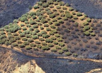 Η προδιαγεγραμμένη καύση, «εργαλείο» πρόληψης στις δασικές πυρκαγιές