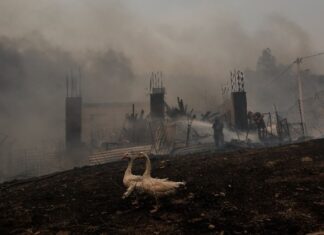 Έφτασε στον Εθνικό Δρυμό η φωτιά στην Πάρνηθα – Νέες εκκενώσεις οικισμών σε Έβρο, Κομοτηνή