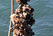 Τα περιζήτητα μύδια Χαλάστρας-Κυμίνων θύματα της κλιματικής αλλαγής