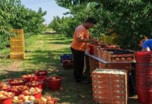 Αγώνας δρόμου για να πληρωθούν οι αγρότες από τον ΟΠΕΚΕΠΕ