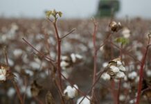 Η Ελλάδα πρωταθλήτρια στο ευρωπαϊκό βαμβάκι