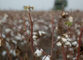 Καταστροφές στο 70% στη βαμβακοκαλλιέργεια στη Θεσσαλία – Μειωμένη έως και 20% η παραγωγή της χώρας