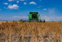 Κινόα: Μια εναλλακτική καλλιέργεια με λαμπρό μέλλον στην Ελλάδα