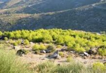 Κουνούπια και κλιματική αλλαγή: Πώς τα νέα δεδομένα παρατείνουν την παρουσία τους και ευνοούν την εξάπλωσή τους σε νέες περιοχές