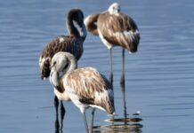 Στο Πανεπιστήμιο Κρήτης το Ευρωπαϊκό Κέντρο Αναφοράς ευζωίας υδρόβιων ζώων