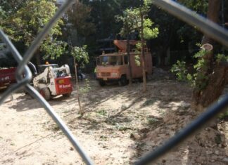 Αττικό Μετρό: Κλαδεύονται και θα μεταφυτευτούν τα δέντρα της πλατείας Εξαρχείων