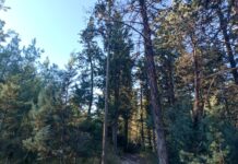 Θεσσαλονίκη: Αεροψεκασμοί στο περιαστικό δάσος του Σεϊχ Σου για τον περιορισμό της πευκοκάμπιας