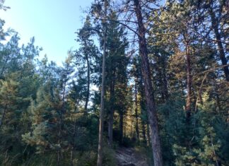 Θεσσαλονίκη: Αεροψεκασμοί στο περιαστικό δάσος του Σεϊχ Σου για τον περιορισμό της πευκοκάμπιας