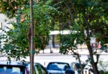 Υπεγράφη η σύμβαση για την προμήθεια 2.975 δέντρων στον Δήμο Αθηναίων