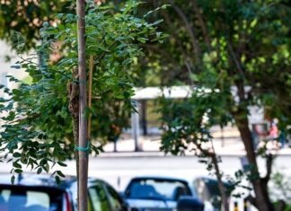 Υπεγράφη η σύμβαση για την προμήθεια 2.975 δέντρων στον Δήμο Αθηναίων