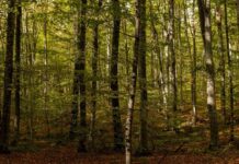 Greenpeace: Εννέα στους δέκα πολίτες θέλουν την προστασία των δασών για την καταπολέμηση της κλιματικής κρίσης