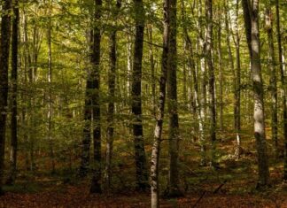 Greenpeace: Εννέα στους δέκα πολίτες θέλουν την προστασία των δασών για την καταπολέμηση της κλιματικής κρίσης