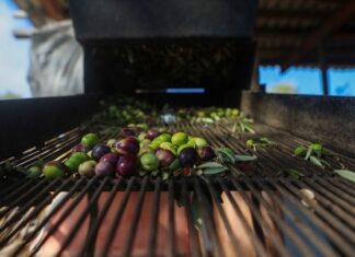 Η ελαιοπαραγωγή στη Λέσβο το 2023 – Μικρή παραγωγή, καλή ποιότητα, υψηλή τιμή