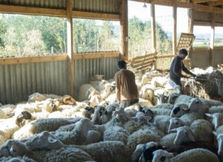 Ινδοί αγρότες έγιναν κτηνοτρόφοι σε μονάδα της Χαλκιδικής – «Η ζωή τους στην Ελλάδα είναι ωραία» λένε οι ίδιοι