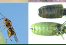 ΙΤΕ: Βιολογικές και βιοτεχνολογικές μέθοδοι καταπολέμησης του δάκου της ελιάς, για την προστασία της ελαιοπαραγωγής